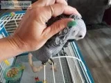 Kiloing African grey birds ready