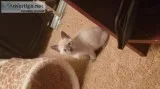 Siamese kittens