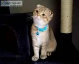 Scottish Fold Gold Silver Chinchilla Kittens