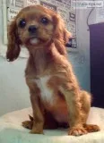 Cavalier King Charles Girl Puppy