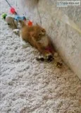 9 week old adorable ginger kitten