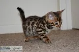 energetic Bengal Kittens Tica Registered