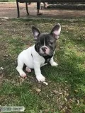6 month old French bulldog