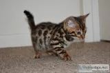 energetic Bengal Kittens Tica Registered