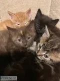 Kitten for slae