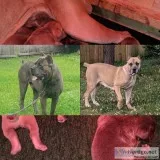 Cane Corso Puppies