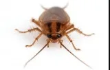 Best Pest Control Company in Oxenford