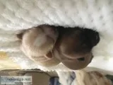Shih tzus female