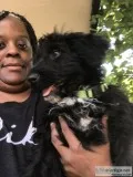 Aussiedoodle for sale