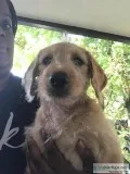 Labradoodle for sale
