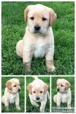 Appleton AKC Lab Pups