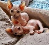 Gorgeous Sphynx Kittens Available for Rehoming