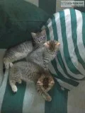 Kittens