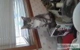 Olaf is looking for a new home