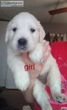 AKC Golden Retriever pups