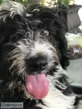 Aussiedoodle for sale