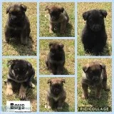 GERMAN SHEPHERD PUPS