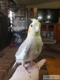 Tamed baby cockatiels