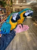 Whelming Blue and Gold macaws ready