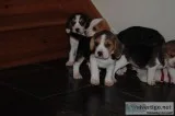 Beautiful Beagle Puppies Awaiting A New Home.