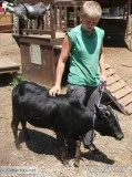 Pure Zebu Bull