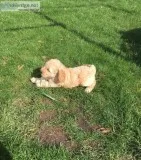 Stunning Red Cockapoo Pups Ready Now.