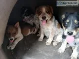 BlueRed Heeler Puppies for sale