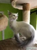 RAGDOLL KITTENS