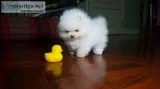 LOVELY POREMANAIN PUPPIES FOR REHOMINGTEXT973 475 5157