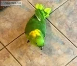 Yellow Nape Amazon