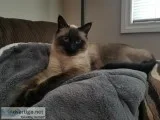 Seal point siamese cat 2 years old