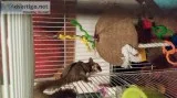 Sugar gliders for sale 2 bonded brothers
