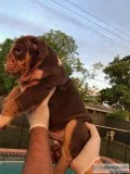 CHOCOLATE ENGLISH BULLDOG