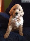 Goldendoodle f1b Puppies