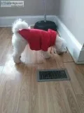 Bichon Frise