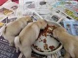 pug puppy