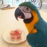 Macaws parrot for sale