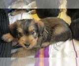 orkie-Poo Litter of Puppies For Sale in HUNTERSVILLE NC