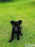 German Shepherd Puppies
