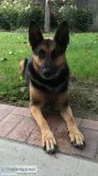 Well Trained Loving German Shepherd