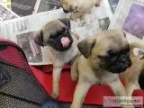 pug puppy
