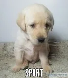 AKC ENGLISH YELLOW LAB MALE Pups