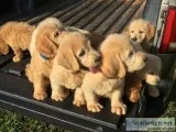 Labradoodle puppies