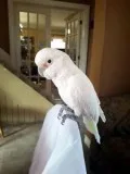 cockatoo birds is available