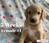 Female F2b labradoodles