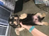 YorkiePooyorkie