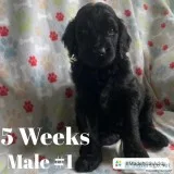 Labradoodles F2b males