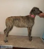 Irish wolfhound puppy