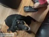 4 month old Rotweiler for sale