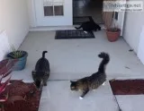 3 CATS FREE